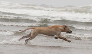 Pukka Canon Beach