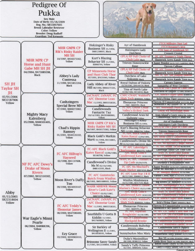 Pukka's Pedigree